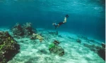 Maui snorkeling