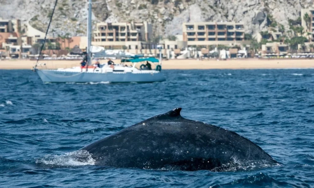 Cabo whale watching