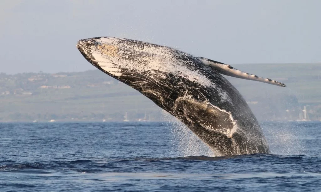Humpback whale Maui