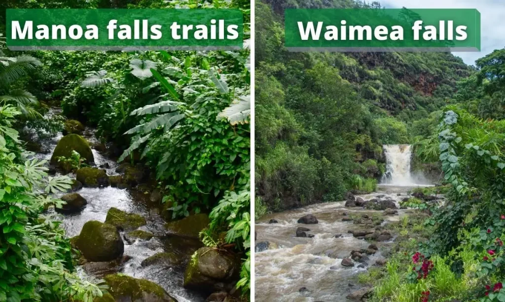 Manoa falls trails and Waimea falls