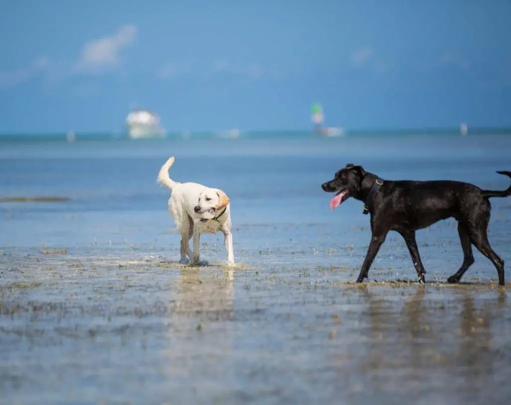 Dogs on Miami beach