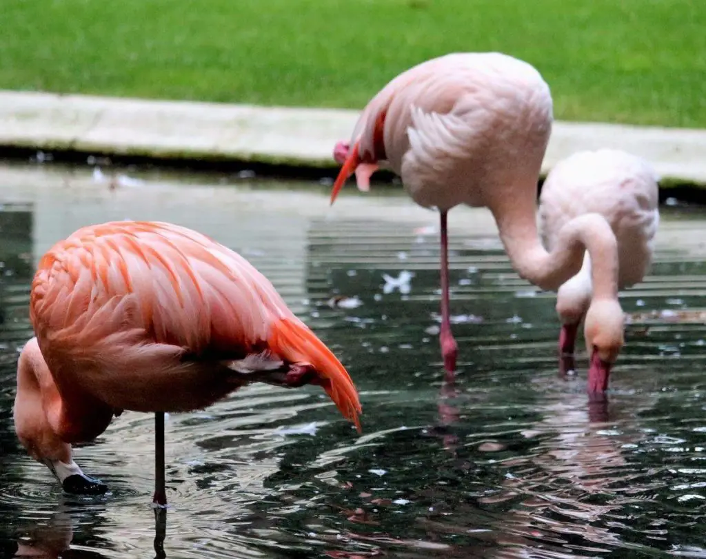 Flamingo Gardens- Is Fort Lauderdale worth visiting?