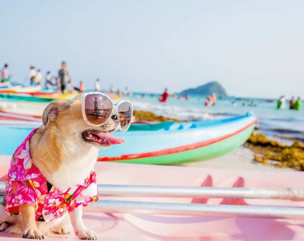 Is Miami Dog Friendly Beach dog