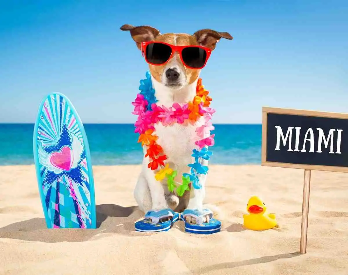 Is-Miami-Dog-friendly