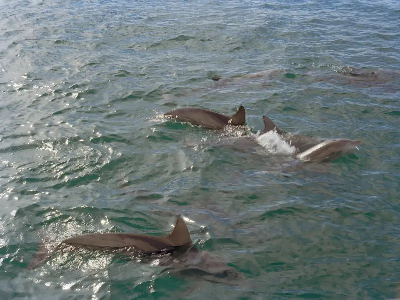 Gibraltar dolphins Is Gibraltar worth visiting