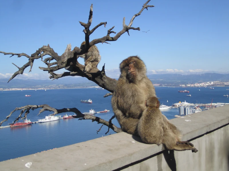 Wild monkeys of Gibraltar