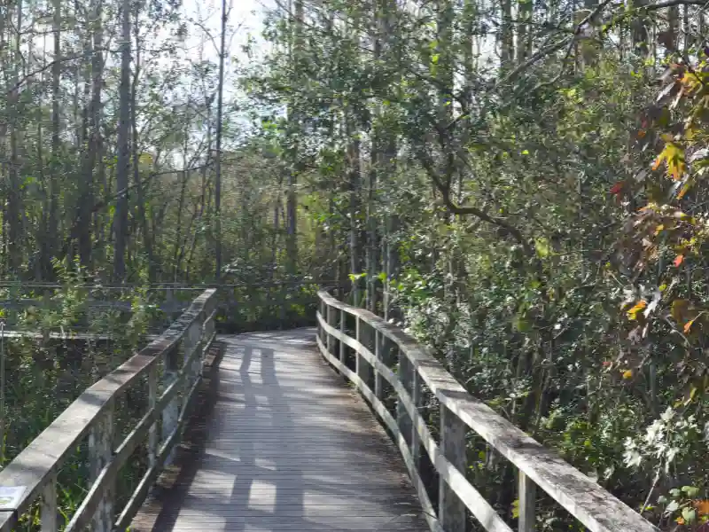 Corkscrew Swamp Sanctuary Fort Myers vs Naples for Vacation [2023]: An Honest Comparison to Help You Choose!