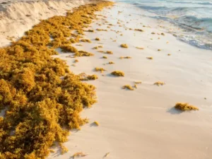 Does Aruba have Sargassum Seaweed problem