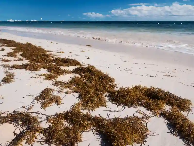 Does Punta Cana have Seaweed problem