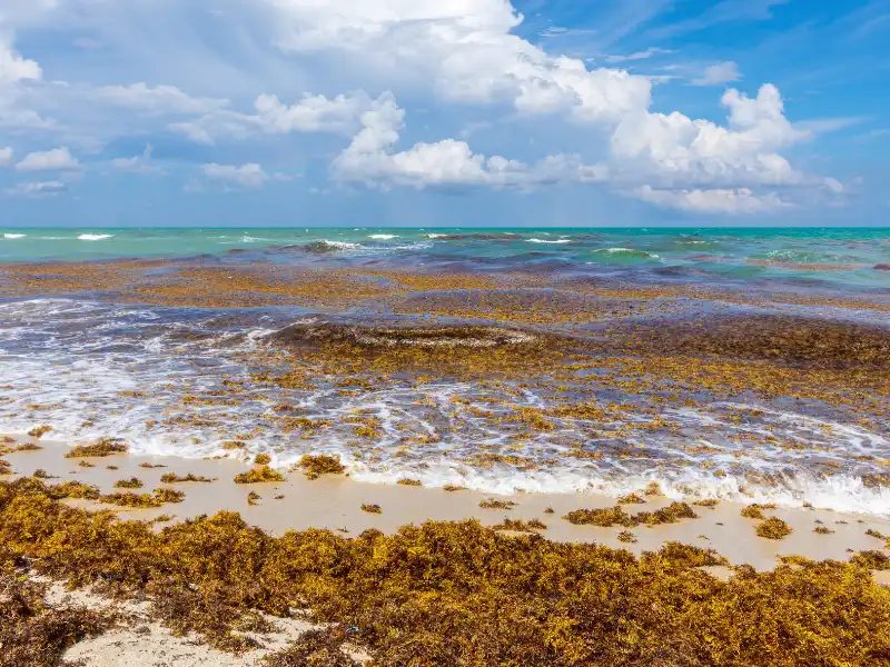 Cancun seaweed 2022