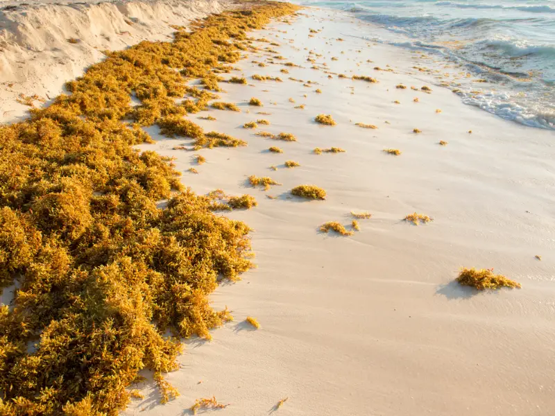 Playa del carmen seaweed 2022