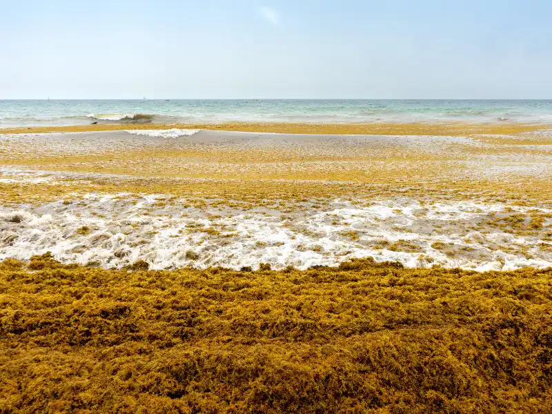 Punta Cana Seaweed Season 2022
