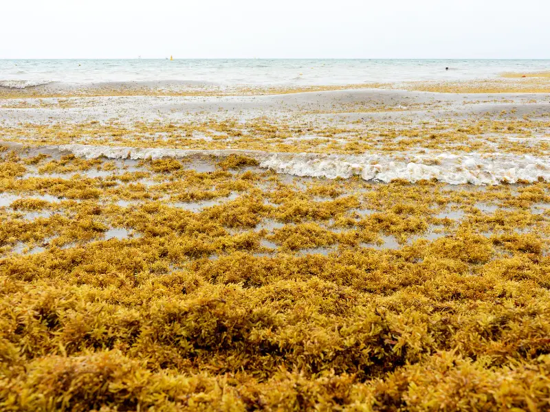 Tulum seaweed 2022