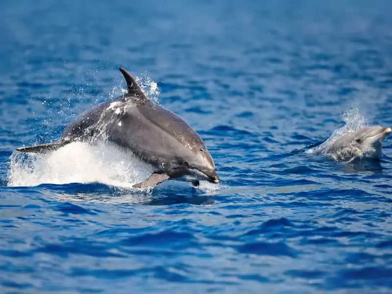 South Padre Island dolphin watching tour