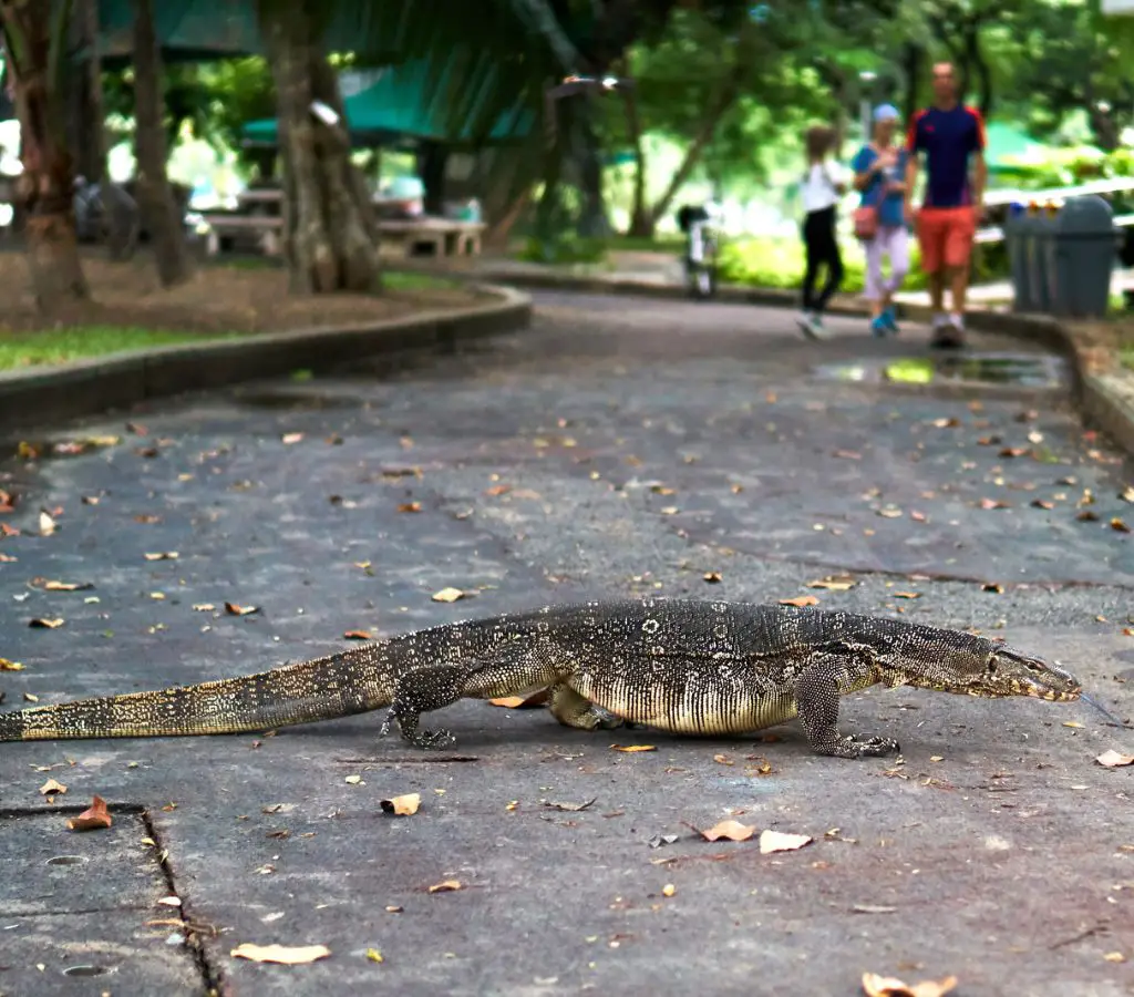 Monitor Lizard in Lumpini Park