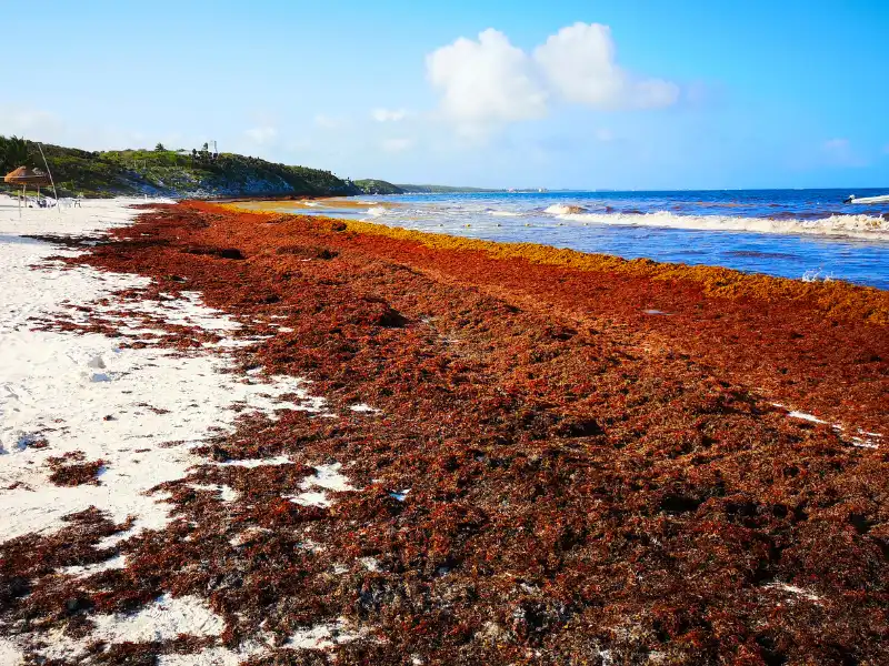 St. Lucia sargassum seaweed