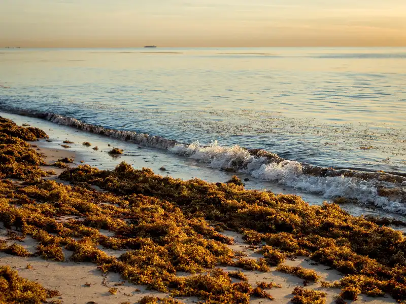 do Cabo and Puerto Vallarta have sargassum seaweed problem